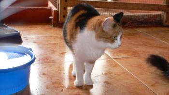 Milindi Bild von Milindi