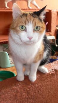 Milindi Bild von Milindi