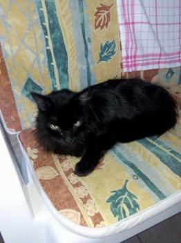 Nino Bild von Nino