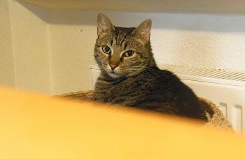 Murdock Bild von Murdock