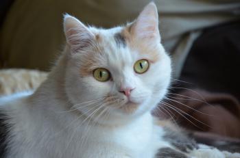 Sweety Bild von Sweety