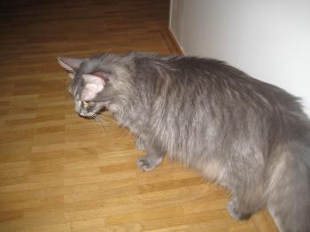 Troya Bild von Troya