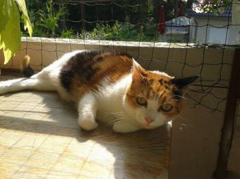 Milindi Bild von Milindi