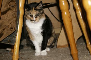 Dorotea Bild von Dorotea
