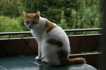 Foster Bild von Foster