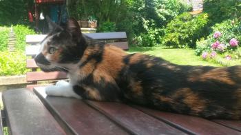 Mazurca Bild von Mazurca