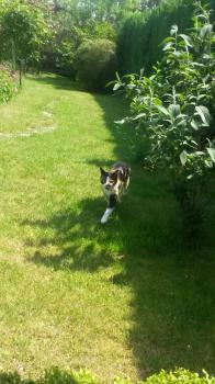 Mazurca Bild von Mazurca