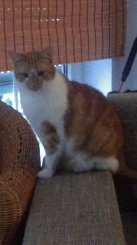 Ruby Bild von Ruby
