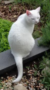 Zuri Bild von Zuri