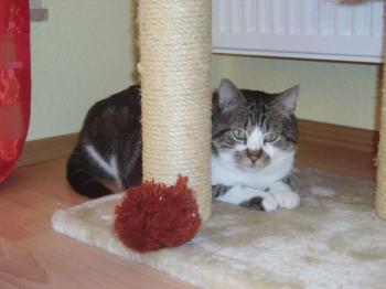 Panchi Bild von Panchi