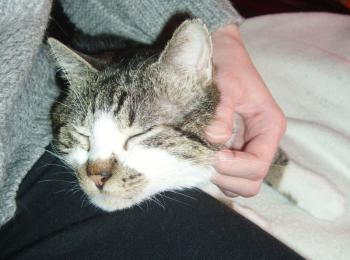 Panchi Bild von Panchi