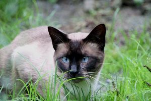 Midas Bild von Midas