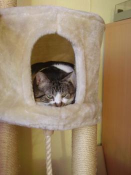 Panchi Bild von Panchi