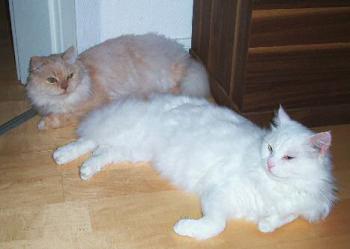 Toni und Safsaf Bild von Toni