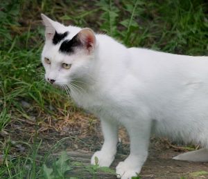 Bild von Atreyu