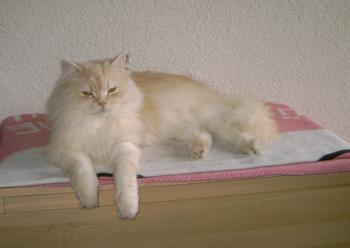 Sunny Bild von Sunshine