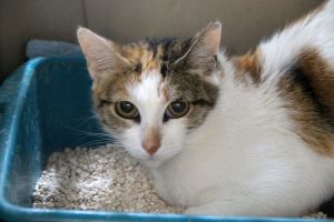 Felicia Bild von Felicia