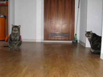 Rey und seine Freundin Molly Bild von Rey