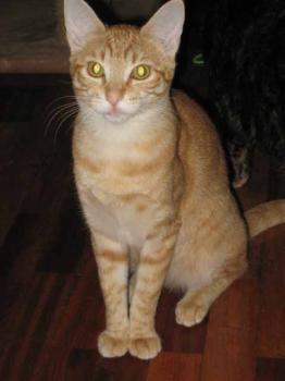 Beba Bild von Beba