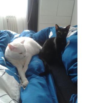 Bild von Akira