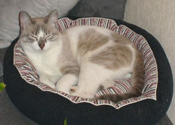 Finn Bild von Sandrito