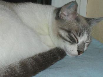 Finn Bild von Sandrito