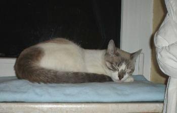 Finn Bild von Sandrito
