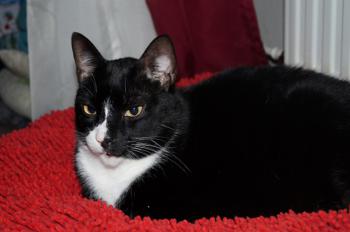 Fito Bild von Fito