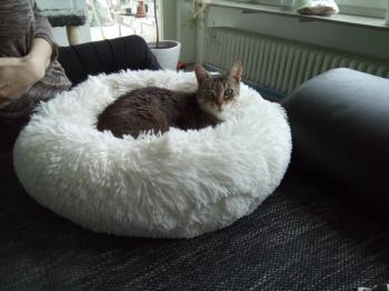 Salka Bild von Salka