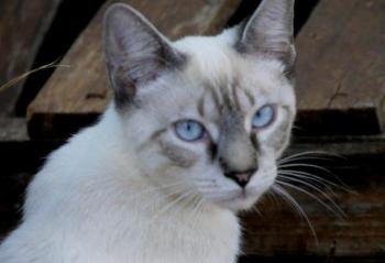 Bild von Panchai