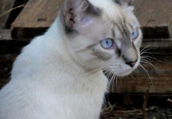 Bild von Panchai