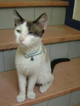 Hannibal als junge Katze Bild von Hannibal