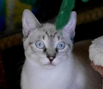 Chalita Bild von Chalita