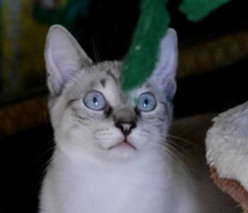 Chalita Bild von Chalita
