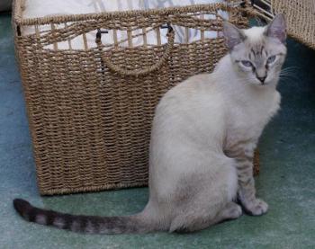 Chalita Bild von Chalita
