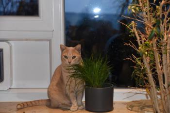 Bild von Phan