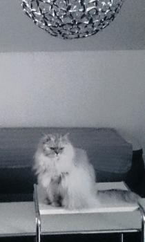 Daysi Bild von Daysi