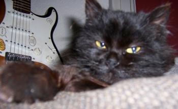 Xena Bild von Xena