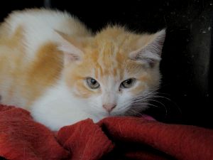 Bild von Abeto