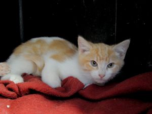 Bild von Abeto