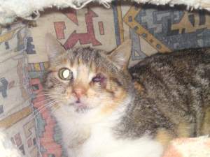 Izar Bild von Izar