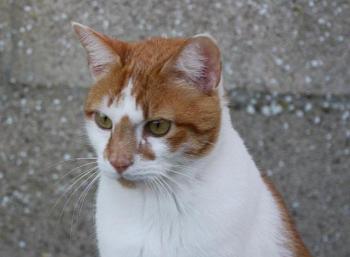 Curro Bild von Curro