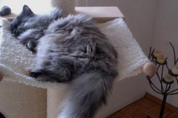 Shila Bild von Shila