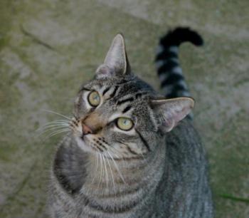 Shylo Bild von Shylo