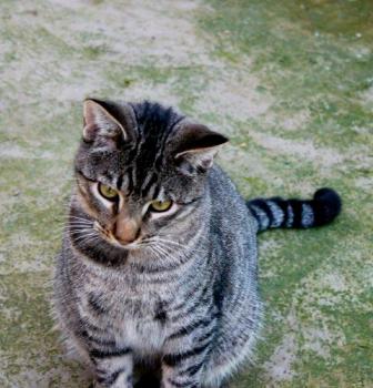 Shylo Bild von Shylo