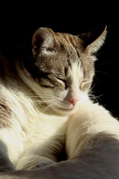 Bild von Sissi