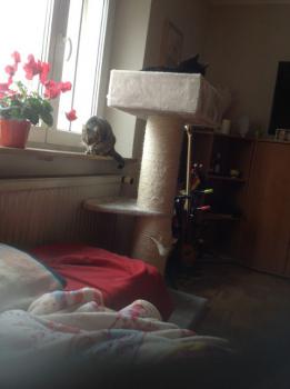 Tigger Bild von Tigger