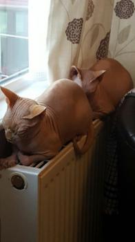 Pigmenti Bild von Pigmenti