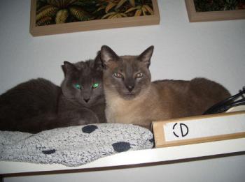Silver Bild von Silver