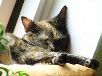 Sookie Bild von Sookie